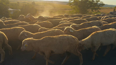premium merino wool used in Elfenbergh garments